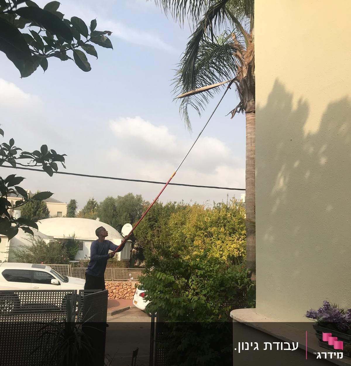 אדם גוזם ענפי דקל עם כלי גיזום ארוך